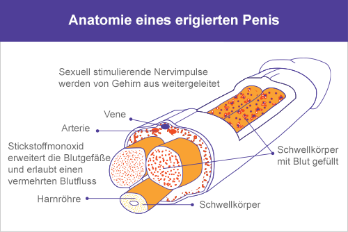 Auf dem Markt die die Libido erhöhen, als für den Mann.